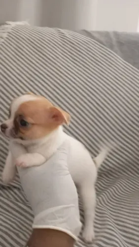 Chihuahua de Pelo Curto Filhotes