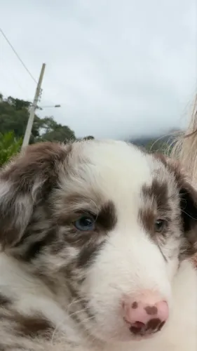 Border collie macho pedigree CBkC