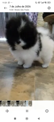 Spitz alemão anão, lulu da Pomerânia 