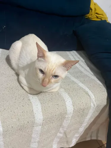 Doação - Gato