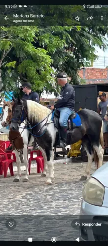 Cavalo de Picado 