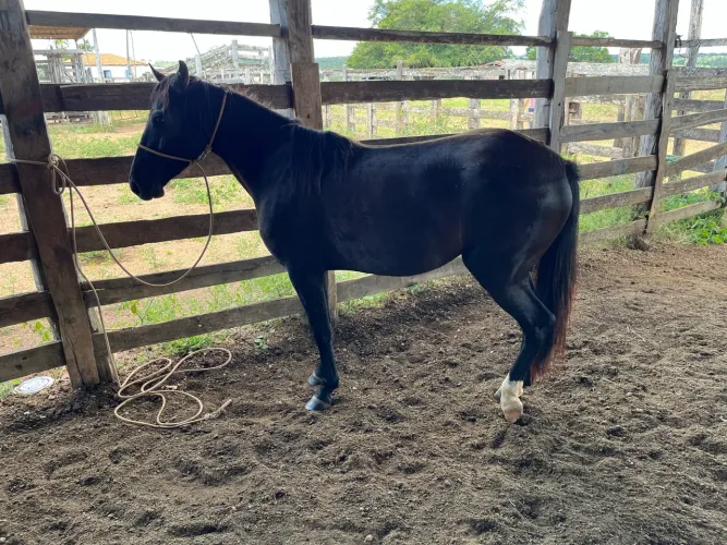 Cavalo Campolina 