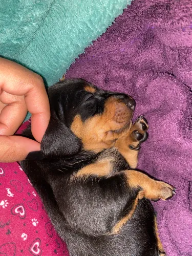 Dachshund