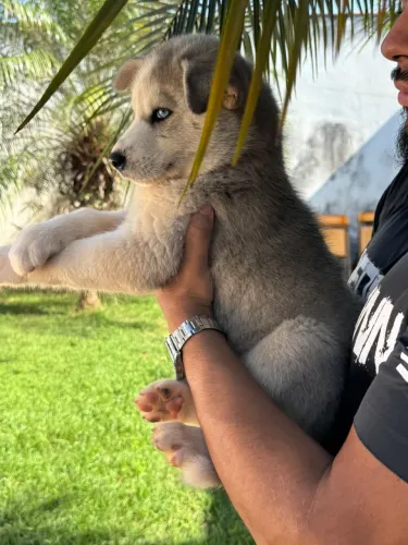 Husky siberiano legítimo