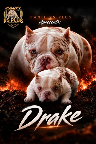 American Bully Nano Macho Cobertura