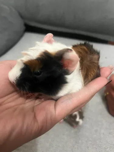 Filhotes de porquinhos da índia Peruanos 