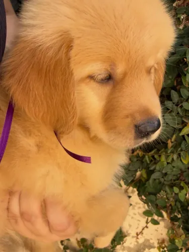 Filhotes Golden Retriever