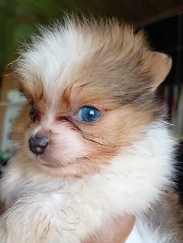 Cachorro 
