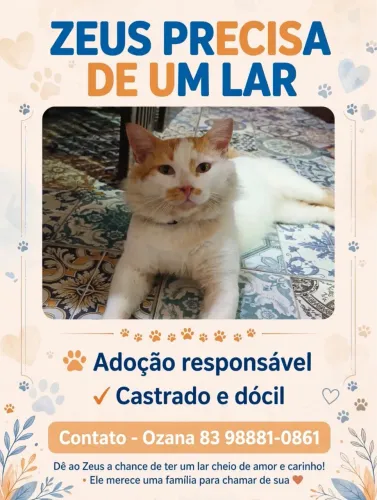 Gatinho para adoção responsável 