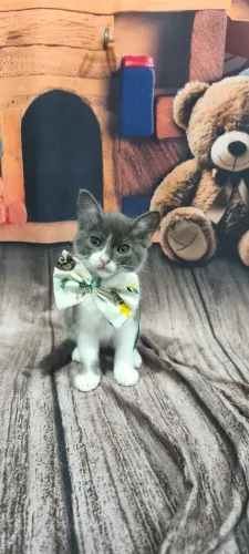 Lindo gato Mestiço Macho Cinza Chumbo com branco
