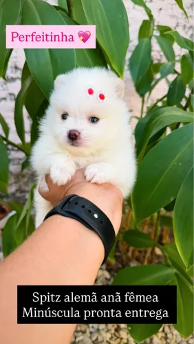 Spitz alemã anã fêmea
