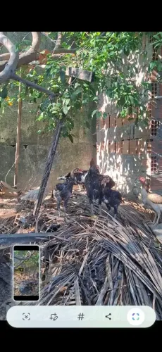 Vende - se 7 galinhas e 5 patos. Contato WhatsApp *46