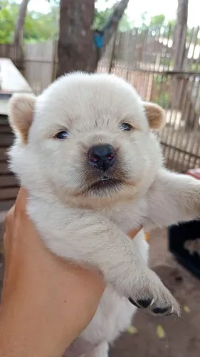 Filhote De Chowchow