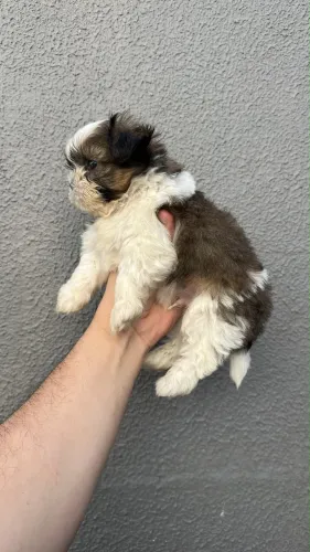 Macho de shih tzu micro disponível para venda.