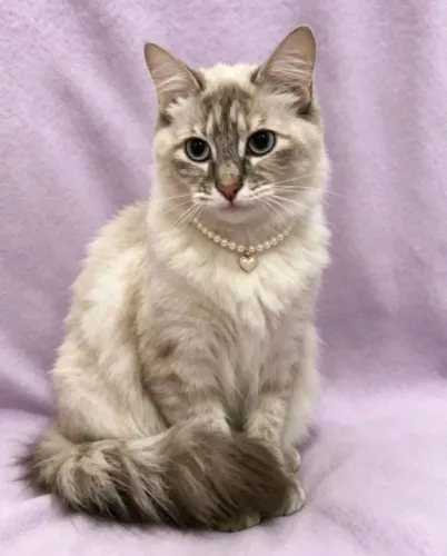 Gato fêmea mix de angorá com siamês com 9 meses