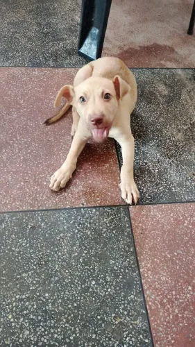 Cachorro