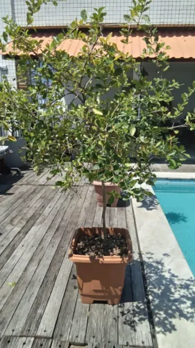 Pé de acerola florindo