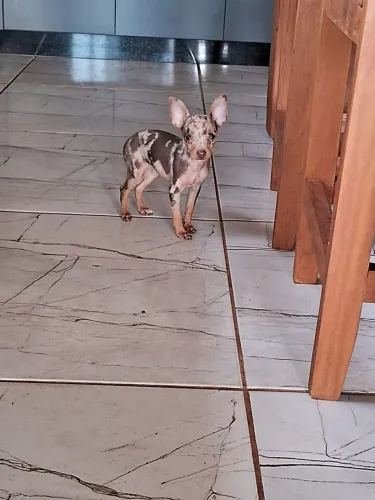 Pinscher feminha topp miudinha