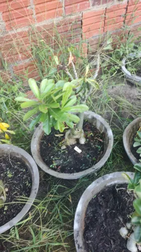 Plantas  rosa do Deserto de várias cores