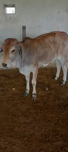 Gado a venda bezerro e bezerra 