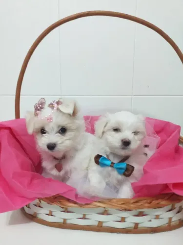 Maltês com pedigree