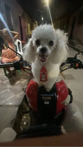 Procuro uma fêmea podoo toy pra cruzar com meu rapaz