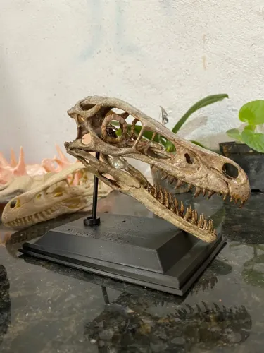 Crânio velociraptor