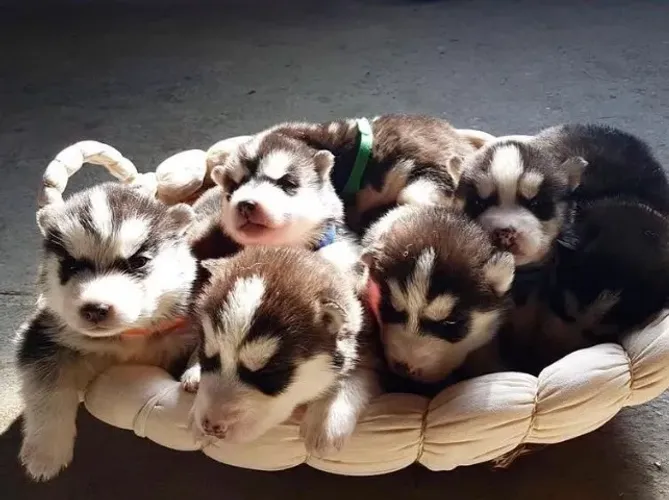 Filhotes de Husky Siberiano | Pura fofura.