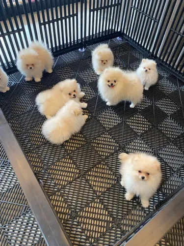 Spitz Alemão (Lulu da Pomerânia) CBKC - Filhotes Vacinados | Excelente Linhagem