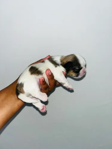 VENDE-SE FILHOTE DE SHIH-TZU MACHO