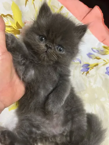 Filhote gato persa