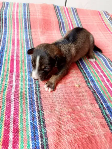 Cachorro pinscher