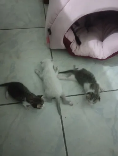 Doação de gatinhos