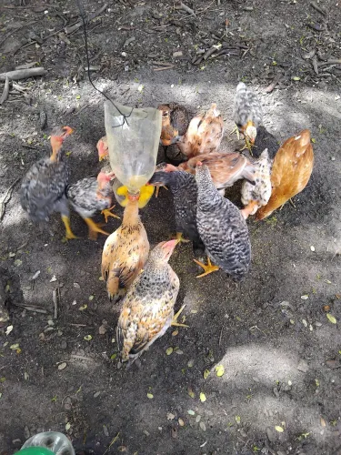 Lote de galinhas