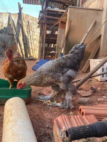 Galo Brahma