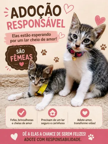 Doação de gatas 