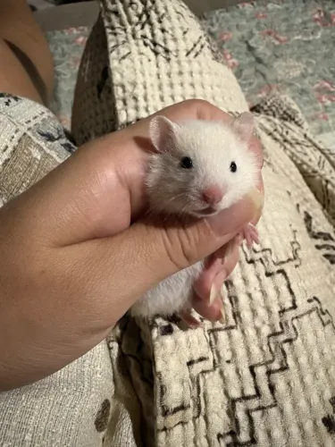 Vendo Filhotes de Hamster