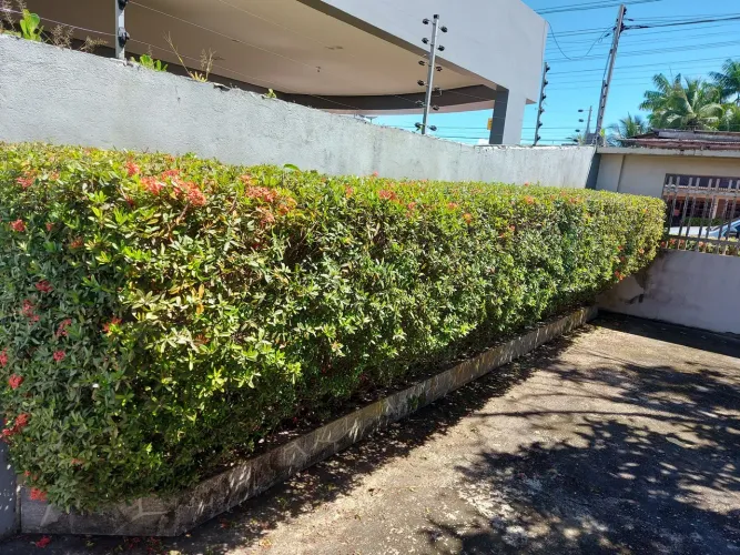 Jardineiro e paisagismo