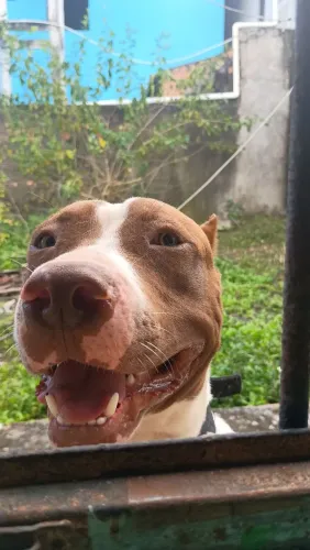 Pitbull doação 