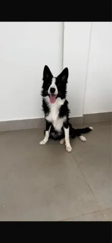 Border Collie macho 6 meses