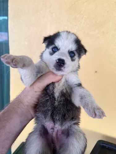 Husky siberiano filhotes com 29 dias,os pais estão no local 