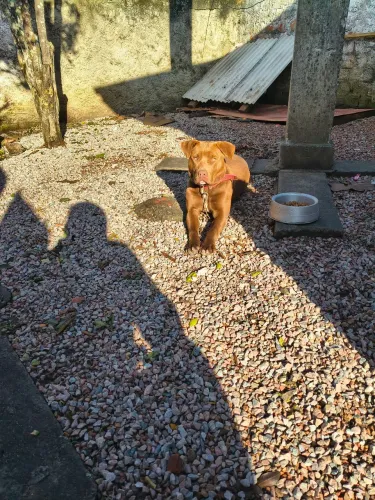 Estou doando um pet 