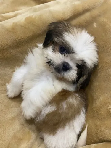 Shih Tzu micro