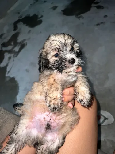 VENDE SE CACHORRINHO