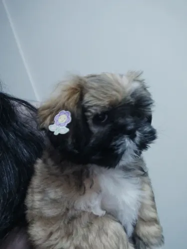 Filhote de cão Lhasa apso fêmea