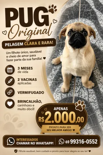 Pug