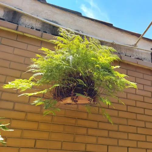 RENDA PORTUGUESA PLANTADA EM VASO DE XAXIM RARIDADE 