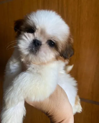 OPORTUNIDADE!! Filhotes de Shih Tzu - Lindíssimos!! Excelente padrão - Aceito Cartão!!