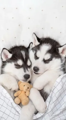 Husky Siberiano Caminhar ao lado Vira Hábito sem Perceber
