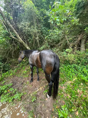 Cavalo